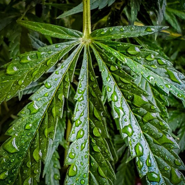 Which Water is Best For Weed Plants? How Can You Test and Adjust Water
