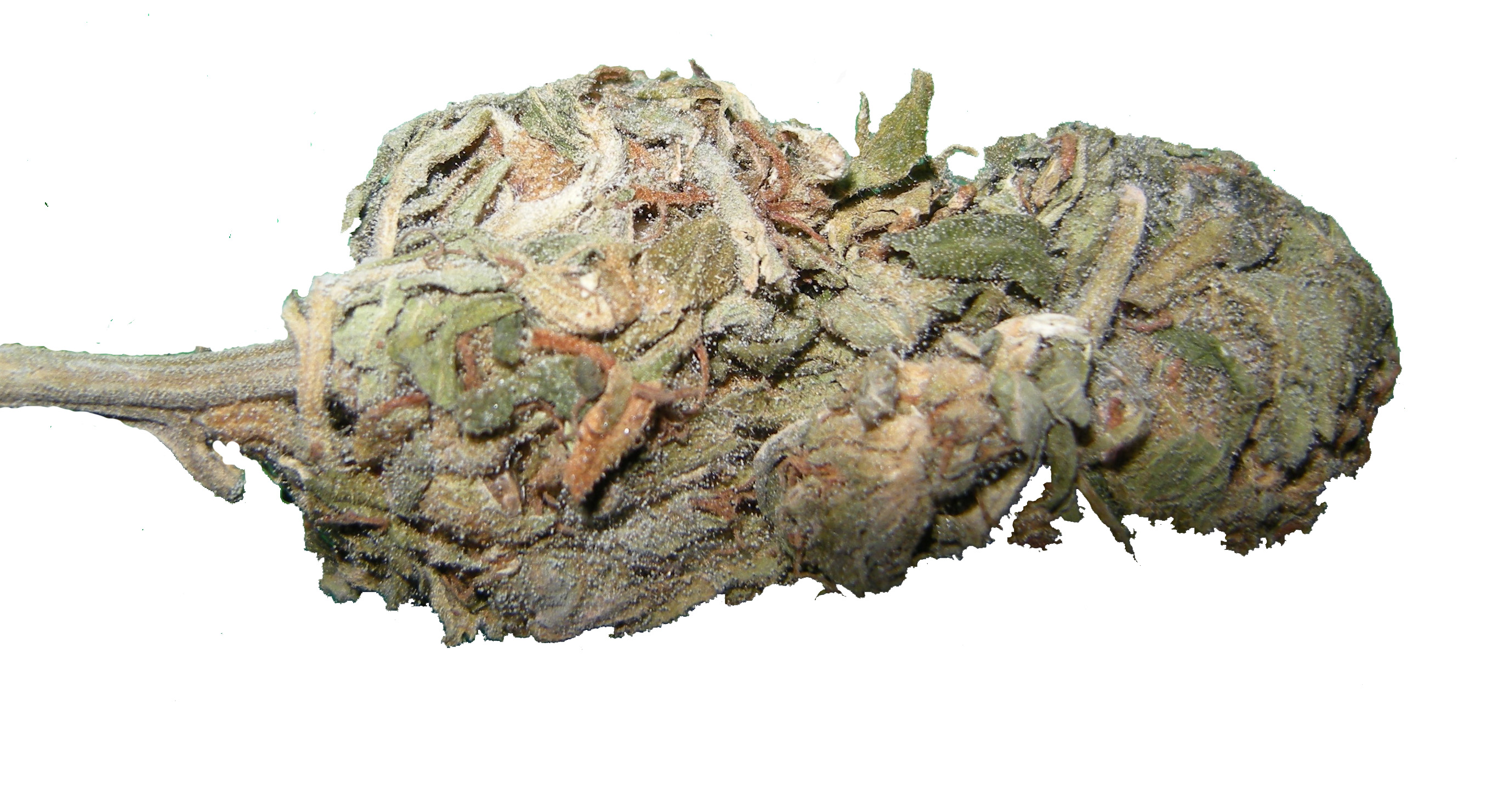 Acapulco Gold Strain Review