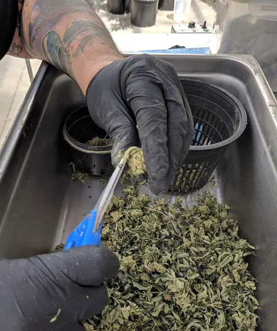 Tips to Improve Bud Trimming – How Not to Mess Up your Marijuana Crop