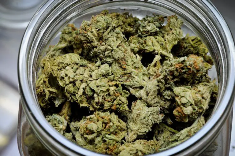 Best Indica Strains Marijuana Beginners