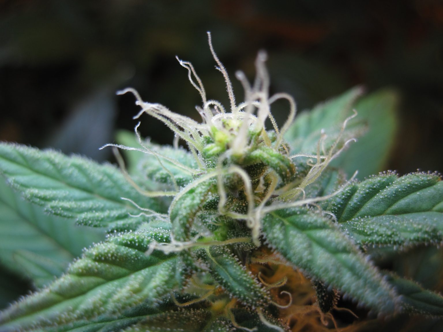 Blueberry Weed Strains Marijuana Beginners