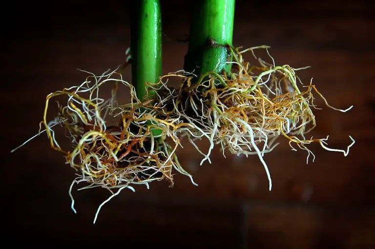 How do you start seeds for hydroponics marijuana beginners