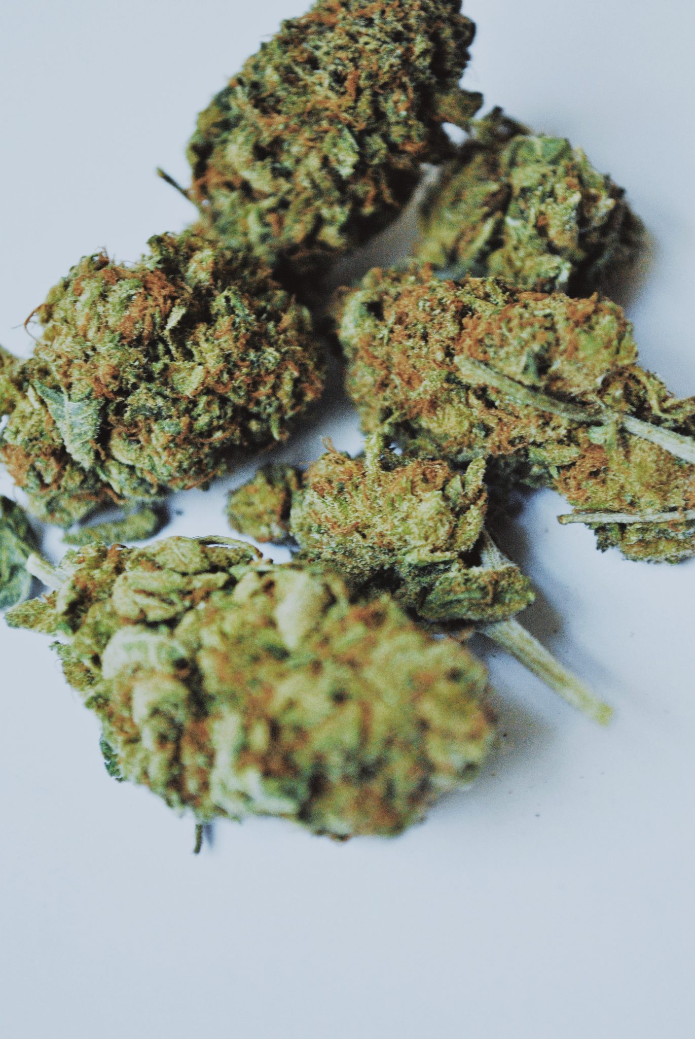 Skunk Weed Strains Marijuana Beginners